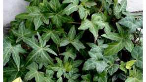 Originálny brečtan (obťažovanie Heder): popis, reprodukcia, starostlivosť, foto, video, choroba, škodcovia